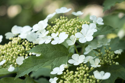 Close-up of white flowering plants