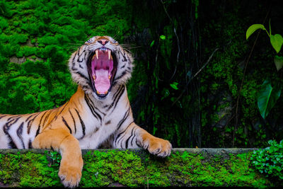 View of a cat in the forest