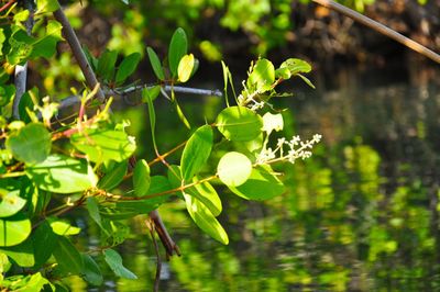 Close-up of plant against blurred background