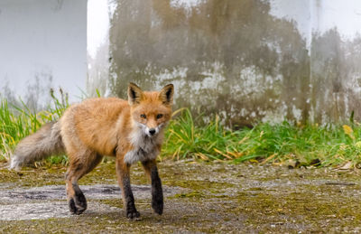 Portrait of fox