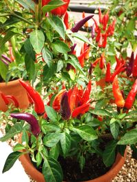 Close-up of red flowers