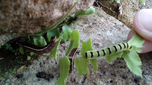 High angle view of lizard on rock