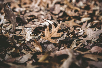 Close-up of dried autumn leaves on land