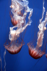 Close-up of jellyfish swimming in sea