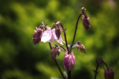 Close-up of purple flowering plant