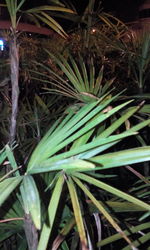 Close-up of plants at night