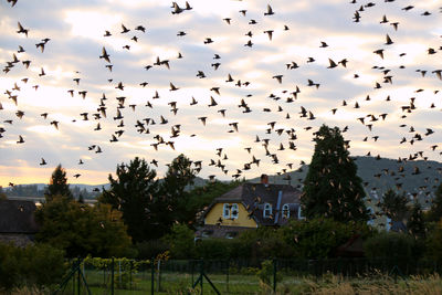 large group of animals