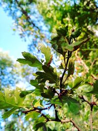 Low angle view of flowering plants on tree