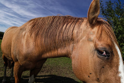 Close-up portrait of horse in grass