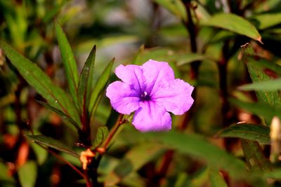 Close-up of purple flowering plant