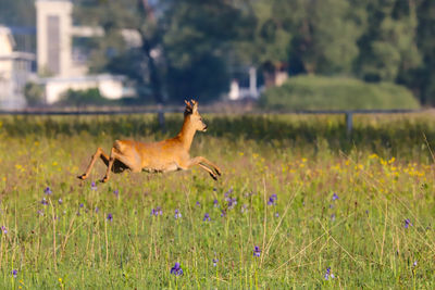 Side view of horse running on field