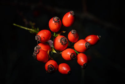 Close-up of rose hips on plant against black background