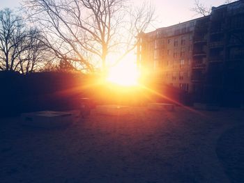 Sun shining through trees