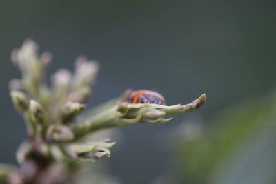 Close-up of plant