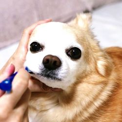 Close-up portrait of a dog