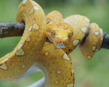 Close-up of snake