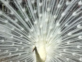 Full frame shot of peacock feather