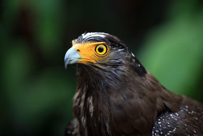 Close-up of bird looking away