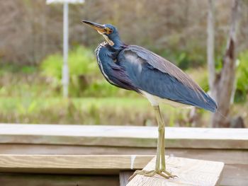 Closeup of a tricolor heron perched on a wooden railing