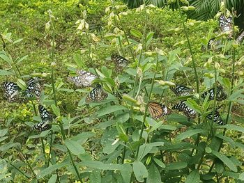 Butterfly on green leaves