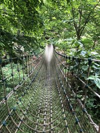 View of footbridge in forest