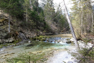 River flowing amidst trees in forest