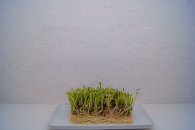 Close-up of potted plant against wall