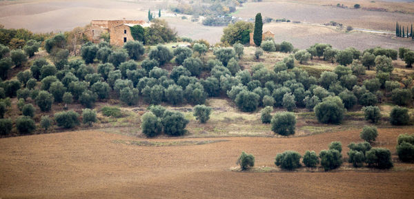 Scenic view of agricultural field