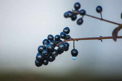 Close-up of water drops on fruit