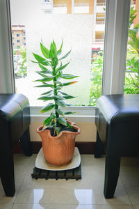 Potted plant on table at home