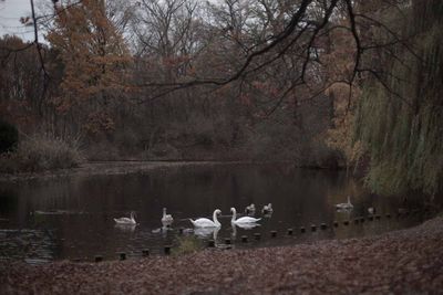 Swan swimming on lake against trees