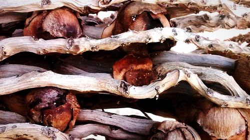 Close-up of log on tree trunk