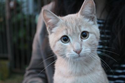 Close-up portrait of ginger cat