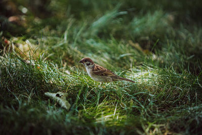 Bird in the grass