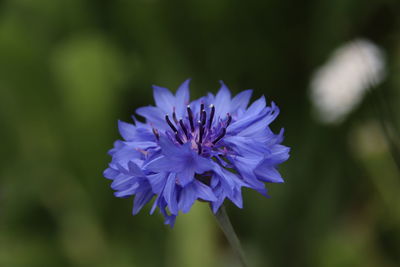 Close-up of purple flowering plant