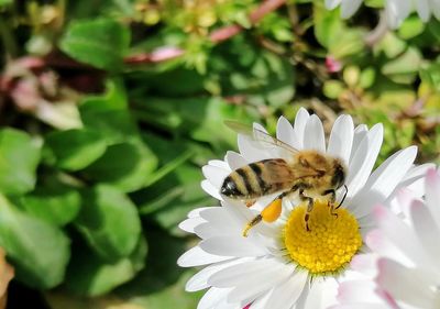 Close-up of bee pollinating on flower