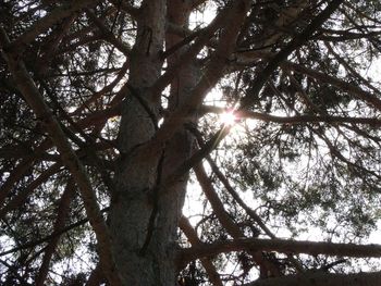 Low angle view of sunlight streaming through tree