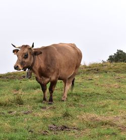 Cow standing in a field