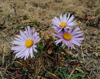 High angle view of purple crocus flowers on field