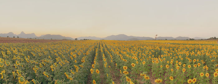 Scenic view of yellow flower field against sky