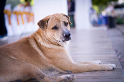 Close-up of a dog looking away