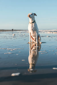 Dog at the beach with blue sky