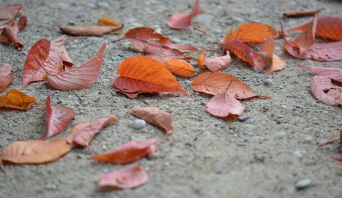 Close-up of fallen maple leaves