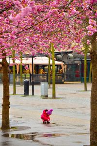 Pink flowers on tree