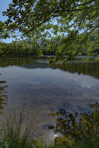 Scenic view of lake in forest against sky