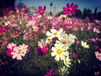 Close-up of pink cosmos flowers on field