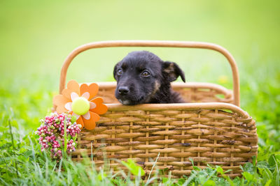 Black puppy in a basket