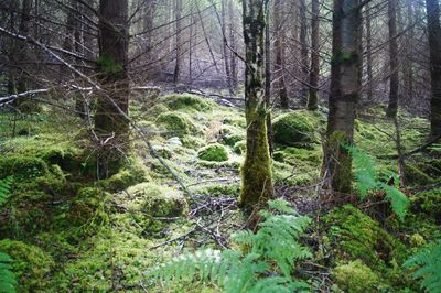 Trees in forest