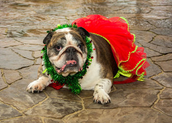 English bulldog wearing red tutu on footpath