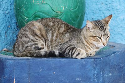 Close-up of a cat sleeping